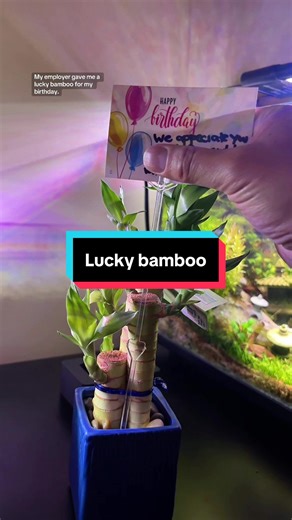 Incorporating Lucky Bamboo in Your Betta Tank