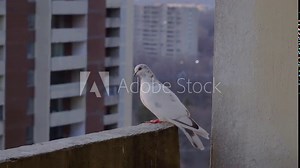 white dove pigeon resting at city balcony