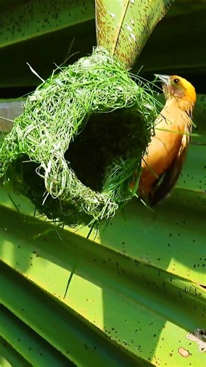 Weaver Bird Build Nest 🥰The Most Beautiful Bird Nest 0141#birds #birdhome