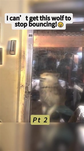 I can’t get this wolf to stop bouncing!😆 #wolves #fyp #viralvideo | Wolf