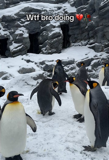 Fatty penguin #penguin #fat