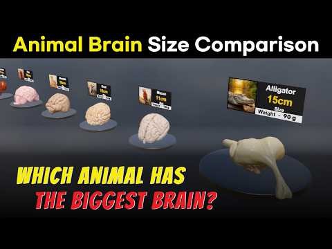 10 Animals, 10 Brain Sizes, Animal Brain Size Comparison