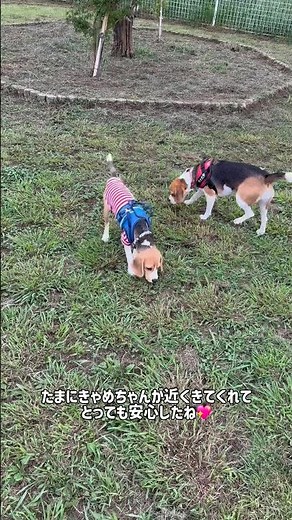 【ビーグル】ドッグランデビュー！