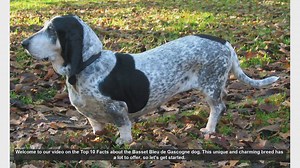 Top 10 Fascinating Facts About the Basset Bleu de Gascogne