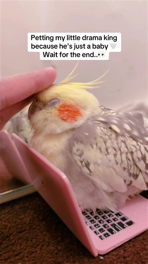Caring for My Baby Cockatiel: A Drama King Pet
