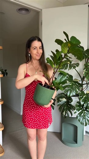 Jacintha Webster on Instagram: "Chopping and propping my Fiddle Leaf Fig Bambino, again. The first chop has rooted beautifully and the mother Ficus has branched out, so let’s do it again! The detailed chatty tutorial is up on my YT now 🌿🫶🏻✂️✨ . . . #fiddleleaffig #ficuslyrata #flf #plantpropagation #ficus"