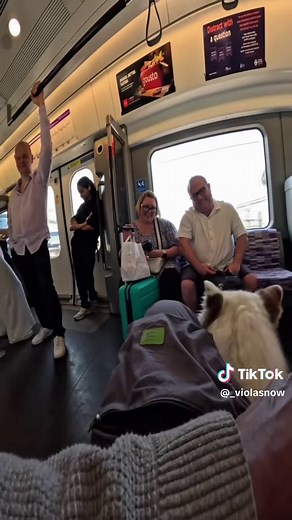 Viola the Dog: Famous Blue-Eyed Pup Interactions Compilation