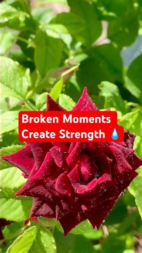 Short Nature Videos For relaxation ⛈️ #shorts #trendingshorts #rose #motivation