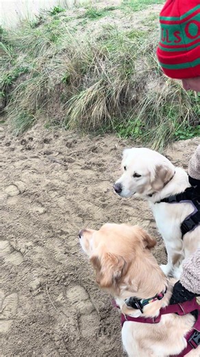 Fun Activities for Your Golden Retriever
