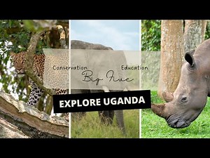 Africa’s Big Five Animals: What Are They? | Uganda Wildlife Authority