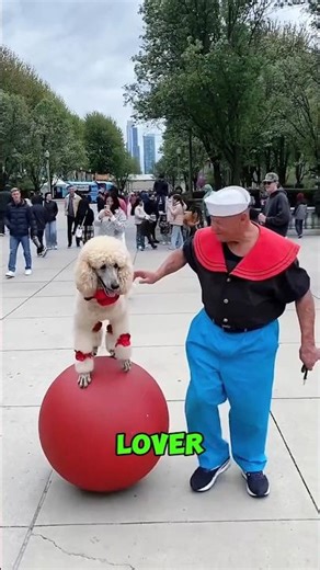 Giant Poodle Walks Like a Human #funnydogs #poodle #viralvideo