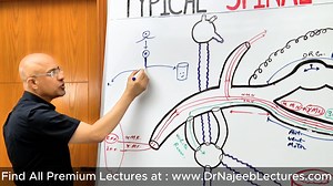 137K views · 3.1K reactions | Pseudounipolar Neuron | Anatomy | Dr. Najeeb | Facebook