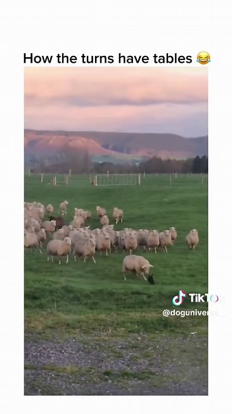 Adorable Compilation of Little Tiny Puppies 🥰