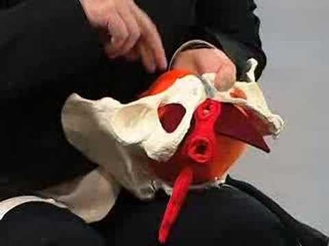 Cantienica-Beckenbodentraining