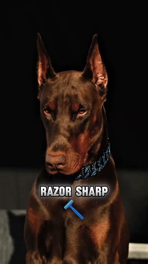 Top 5 Smartest Dog Breeds in the World (Number 1 Will Shock You 🧠)