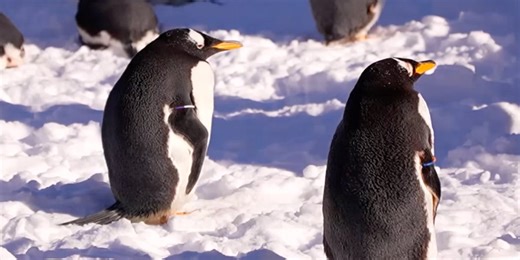 Wonders of Wildlife penguins enjoy the snow & cold