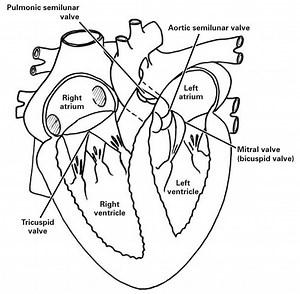 Pig Heart Dissection