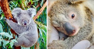 First Koala Has Been Born In Wildlife Park Since Devastating Bushfires