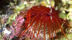 Flame file shell (Lima Sp.) feeding by open and closing valves, close up shot
