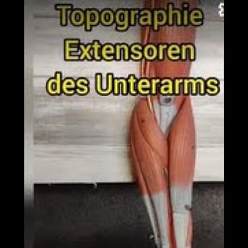 Topographie Extensoren Unterarm - Strecker des Unterarms am Präparat einfach erklärt