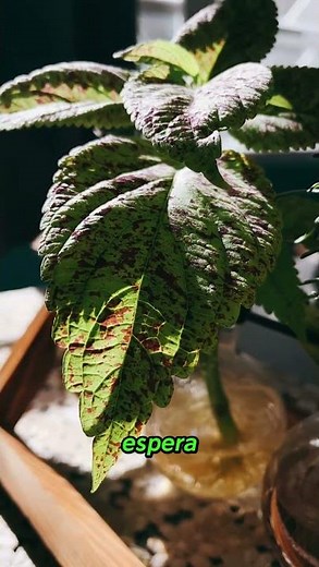 This simple trick saves your plants (it works) #plants #garden #tips