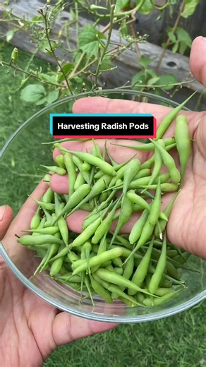 Harvesting Radish Pods #radish #radishpods #harvesting #garden #gardening #gardeninghacks #gardeningtips #seedpod #CapCut