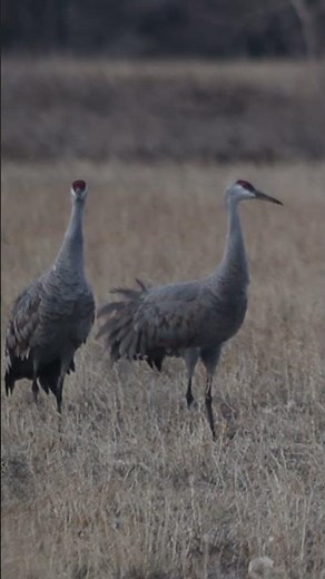 Watch the Graceful Dance of the Sandhill Cranes in Kearney, Nebraska 😲😍🤩 #sandhillcranes #shorts