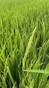 8.1K views · 35 reactions | Rice farmer 六‍ #asfarmingph #farminglife #rice | As Farming Philippines | Facebook