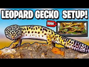 Leopard Gecko Setup For Beginners!