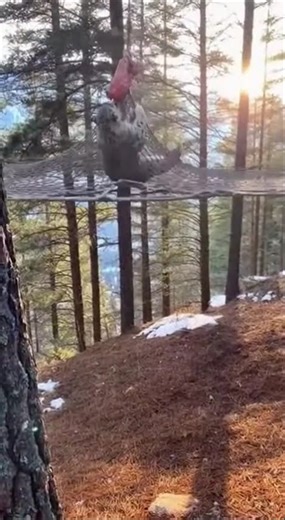 Trap SNAP POV 💥トラップ スナップ #wildlife