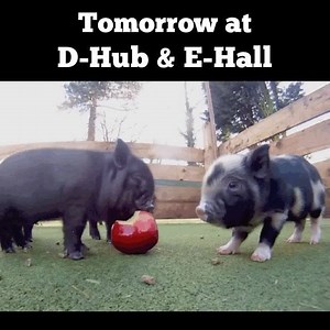 Lunch at D-Hub and Dinner at E-Hall... 🍎🍏🍎 more ways than you can imagine. Don't worry; no need to share! | JMU Dining