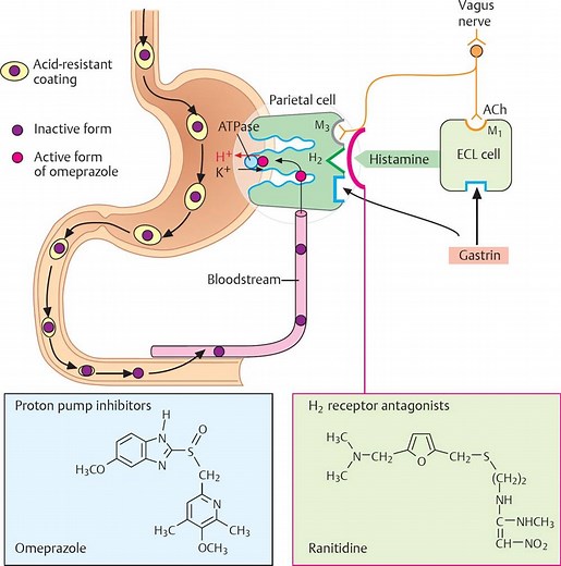 Acid Resistant Capsules - A Complete Guide - SaintyTec