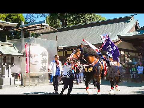 【4K】美しく飾り立てられた馬たち「飾り馬奉納」。河尻神宮秋季例大祭。