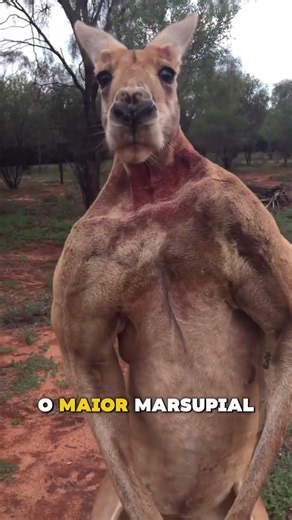 The 3 Largest Land Animals in Australia! 🇦🇺😳 #curiosities #shorts #nature