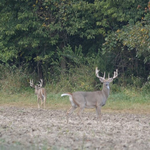 180" buck and a 170" buck. which one do you target? 🦌 | Genesis Whitetails