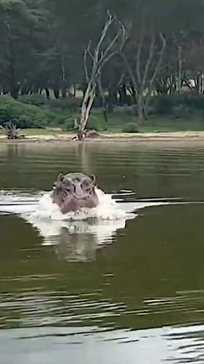 Wie überlebt man ein Nilpferd-Angriff? #überleben #howtosurvive #nilpferd #wildlife #afrika | What If Deutsch