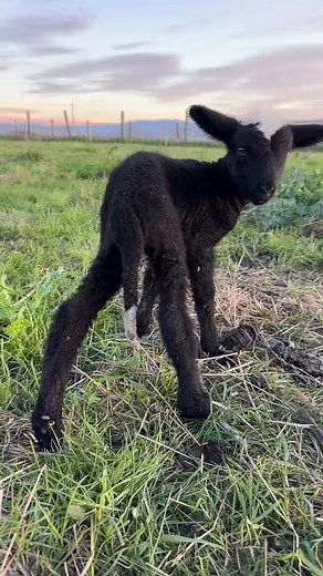 Understanding Docking in Quaker Pregrain Farming with Sheep