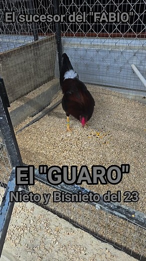 Mi Arte De Castar | Castadero Aponte