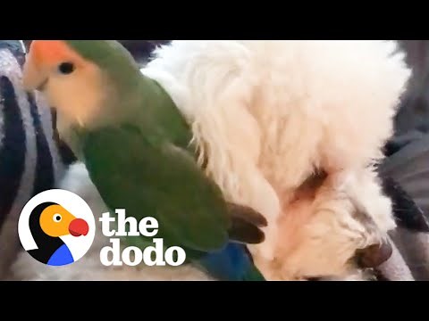 Lovebird Rides His Dog Sister Around The House | The Dodo Odd Couples