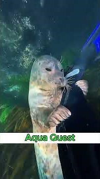 Take you on an immersive dive to catch lobsters | Aqua Quest #animals #fishing #dive #diving