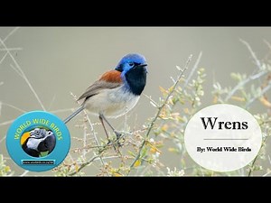 🐦 All About Wrens! Fun Facts, Nesting, Diet & More | Did You Know?