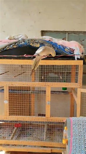 🦜#cockatiel #birds #parrot #cute #funny #mabirdcare #cutebird #pets #talkingparot #funny #cuteparrot