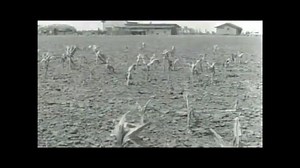 RABBIT DRIVES IN THE 1930s... The attached video is a short two minute clip from a much larger video called "Surviving the Dust Bowl." It explains the rabbit infestation that affected the entire Great Plains region of North America. This particular video was shot in Oklahoma. . What many people today don't realize is that the massive rabbit infestation was continental. Rabbits roamed about in massive herds, even here in Alberta. These rabbits devoured everything in their path. By 1935, it was es