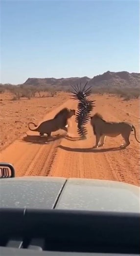 Prickly Encounter: Man in Spiked Suit & Lions Face Off! 🦁🧍‍♂️🌵 #DesertAdventure