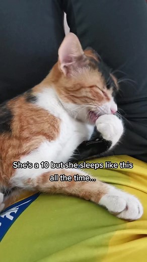 Because cats are liquid after all #cat #catsoftiktok #fyp #fypシ