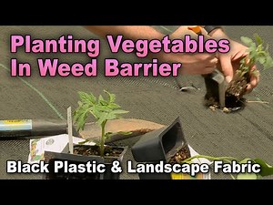 Weed-free Vegetable Gardening: Planting in Plastic and Landscape Fabric