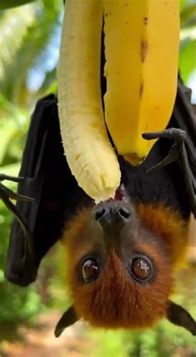 Snack time, bat edition 🍌🦇.”#FruitBat #NatureMoment #WildlifeCloseUp #BananaBreak #NatureVibes