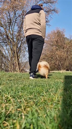 Small Dog Big Tricks 💪 #pomeranian #dogtraining #dogtricks #trickdog #puppy