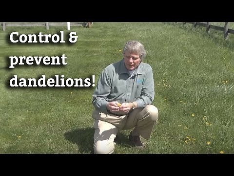 Dandelion Control Made Easy | Weed Spray Tips
