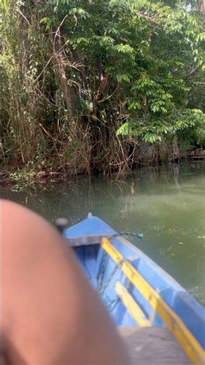 Sailing the Indian River in Dominica 🌿A real-life movie set—where Pirates of the Caribbean filmed